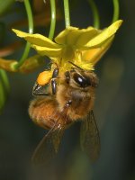 Bee4.jpg