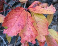 Fall-202.jpg