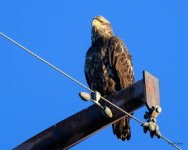 JuvBaldEagle-200.jpg