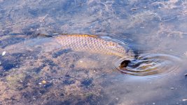 Carp-200.jpg