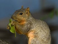 Squirrel4.jpg