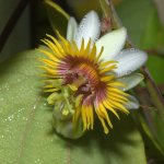 Passiflora.jpg