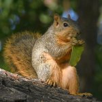 Squirrel5.jpg