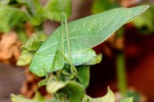 LeafBug-203.jpg