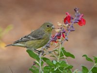 Goldfinch.jpg