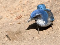 Scrubjay7.jpg