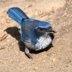 Scrubjay6.jpg