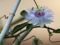 Passiflora.jpg