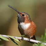 Hummer7.jpg