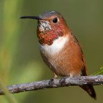 Hummer8.jpg