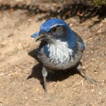 Scrubjay9.jpg