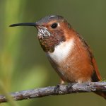 Hummer11.jpg