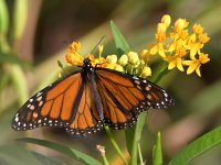 Monarch.jpg