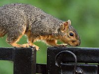 Squirrel.jpg