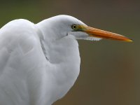 Egret4.jpg
