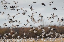 snow geese migration sm-snow geese migration-DSC_5627-0006-0001.jpg