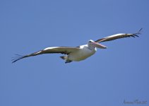 DSC_3226.jpg