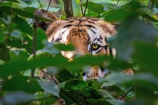 Tiger.jpg