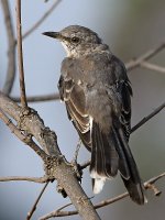 Mockingbird.jpg