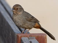 Towhee2.jpg