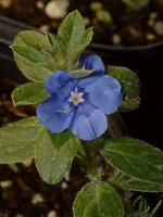 BlueFlower.jpg
