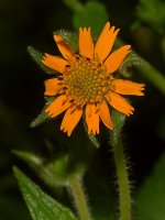 OrangeFlower2.jpg