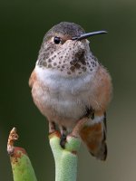 Hummer15.jpg