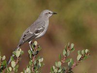 Mockingbird2.jpg