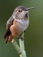 Hummer19.jpg
