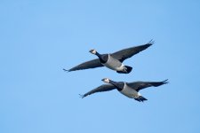 DSC_6557.jpg