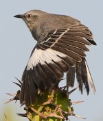 Mockingbird9.jpg