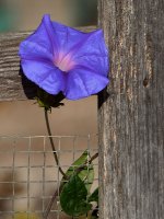 MorningGlory2.jpg