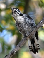Woodpecker3.jpg