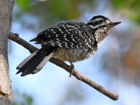 Woodpecker8.jpg