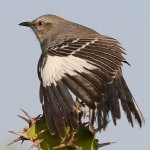 Mockingbird11.jpg