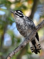 Woodpecker5.jpg