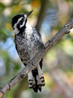 Woodpecker6.jpg