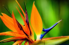 Bird of Paradise.jpg