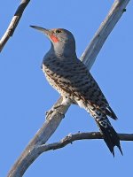 Flicker.jpg