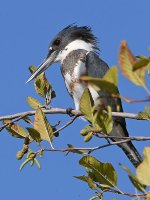 Kingfisher4.jpg