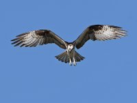 Osprey7.jpg