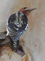 Sapsucker2.jpg