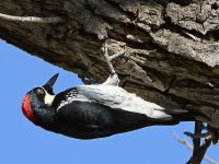 Woodpecker.jpg