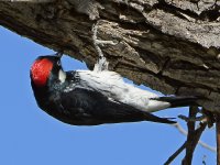 Woodpecker2.jpg