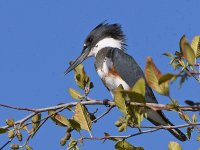 Kingfisher2.jpg