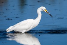 SnowyEgret-315.jpg