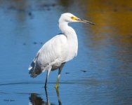 SnowyEgret-316.jpg