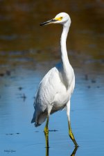 SnowyEgret-317.jpg