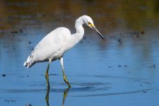 SnowyEgret-318.jpg