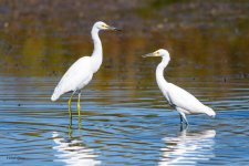 SnowyEgret-319.jpg
